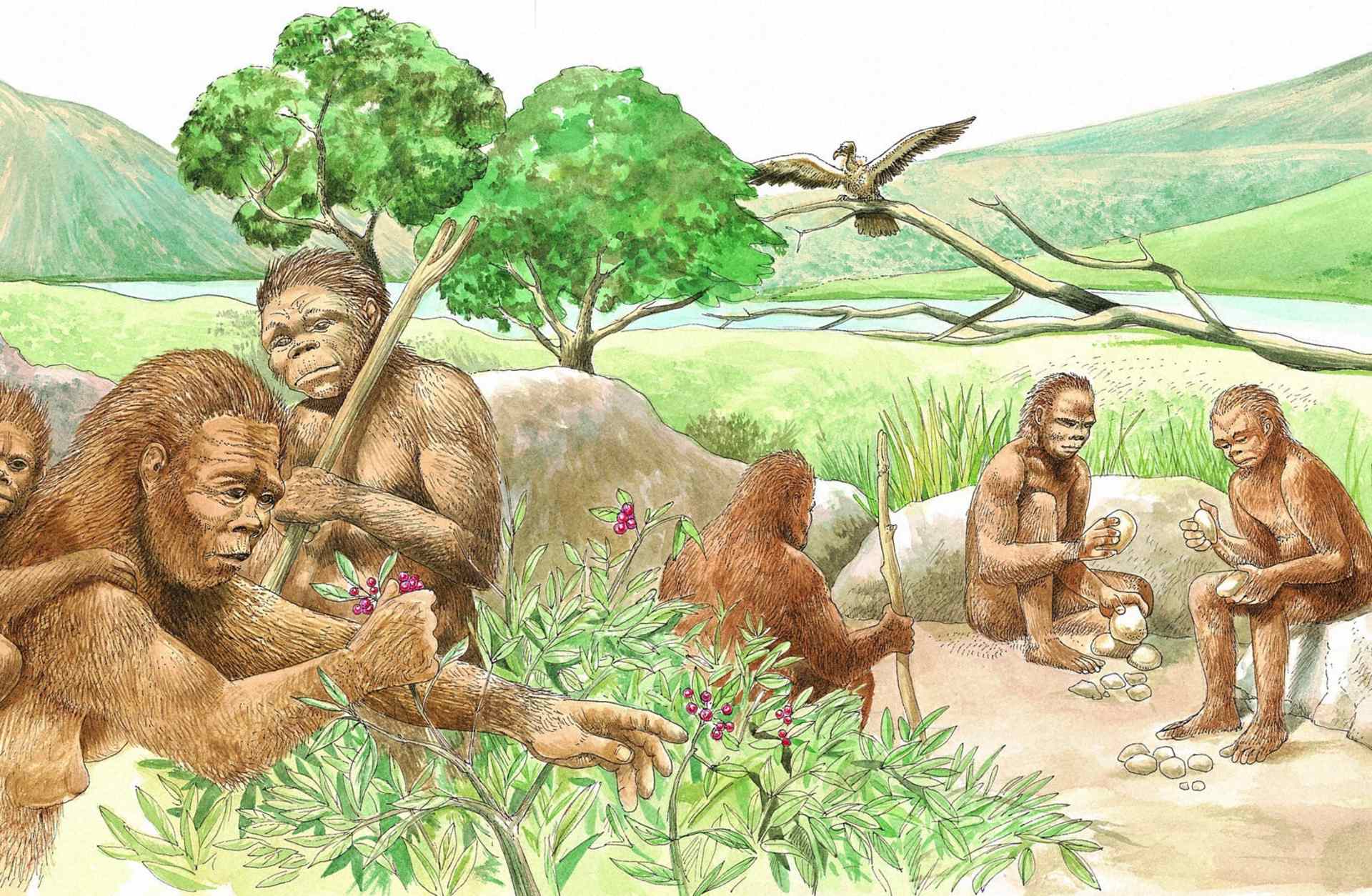 Homo habilis, early humans