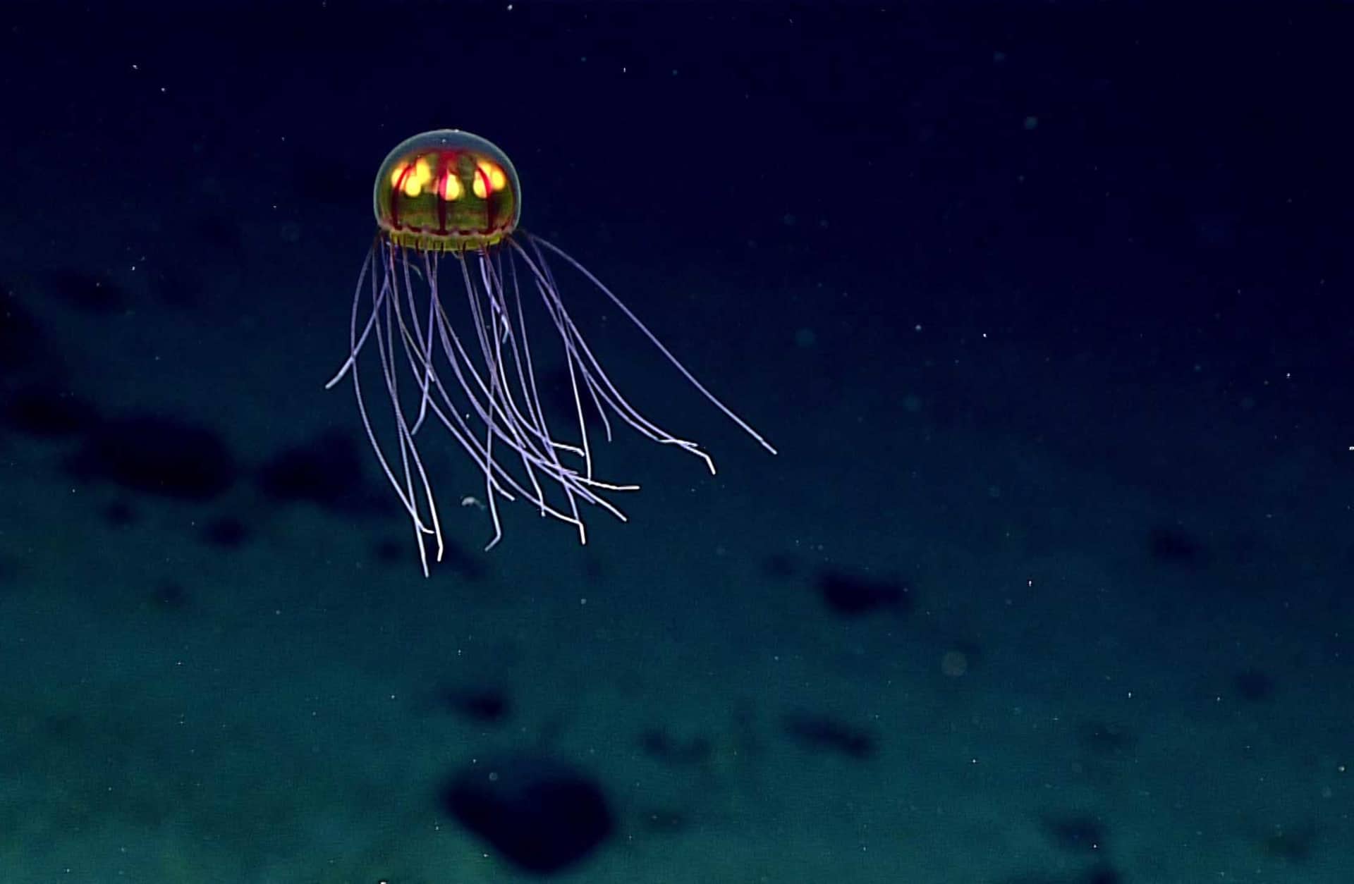 Marianas Trench jellyfish