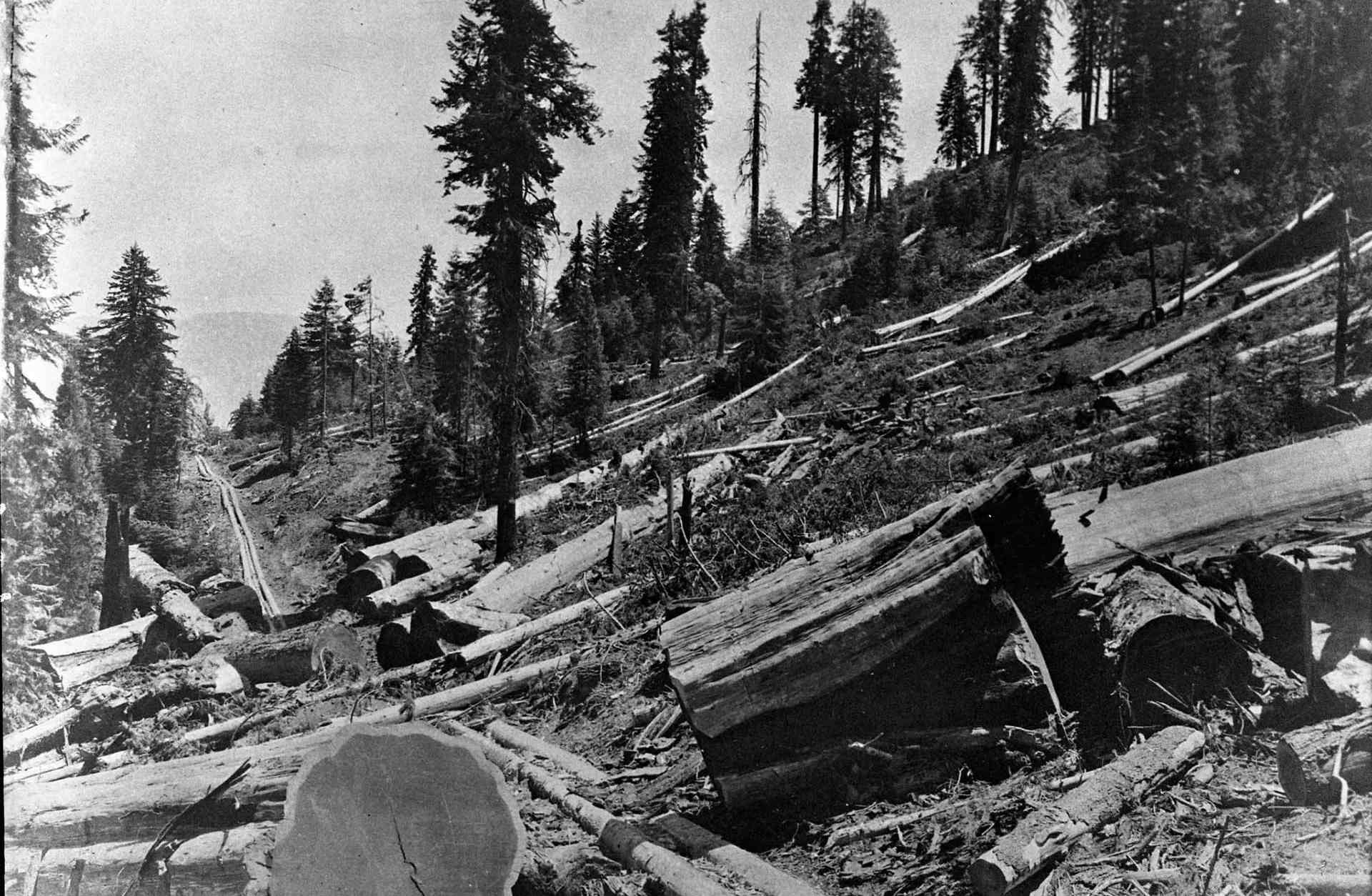 Logging at California's Converse Basin.