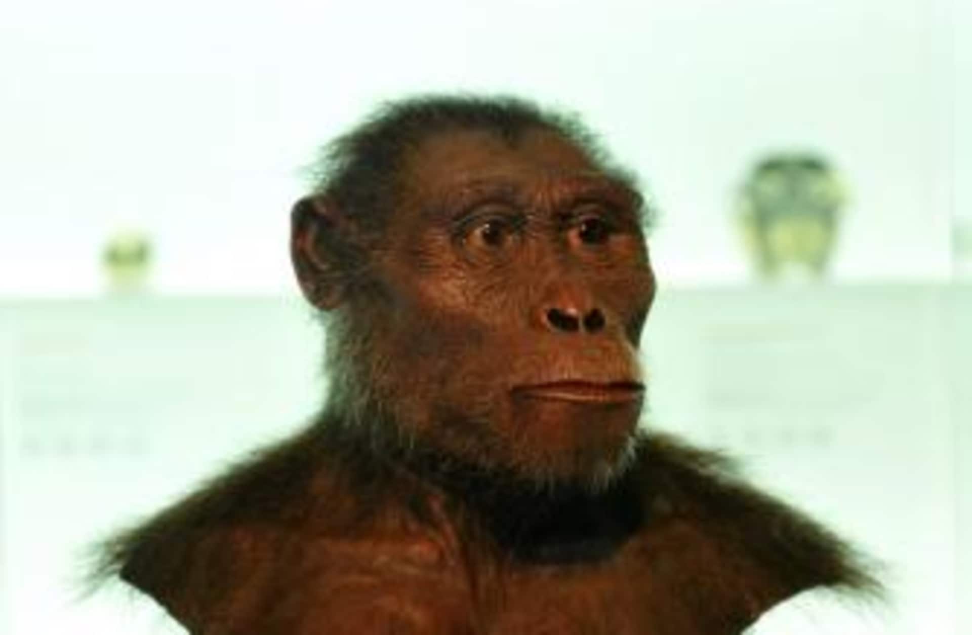 Model of the early hominin Lucy. (Credit: Schöning / ullstein bild / Getty Images)