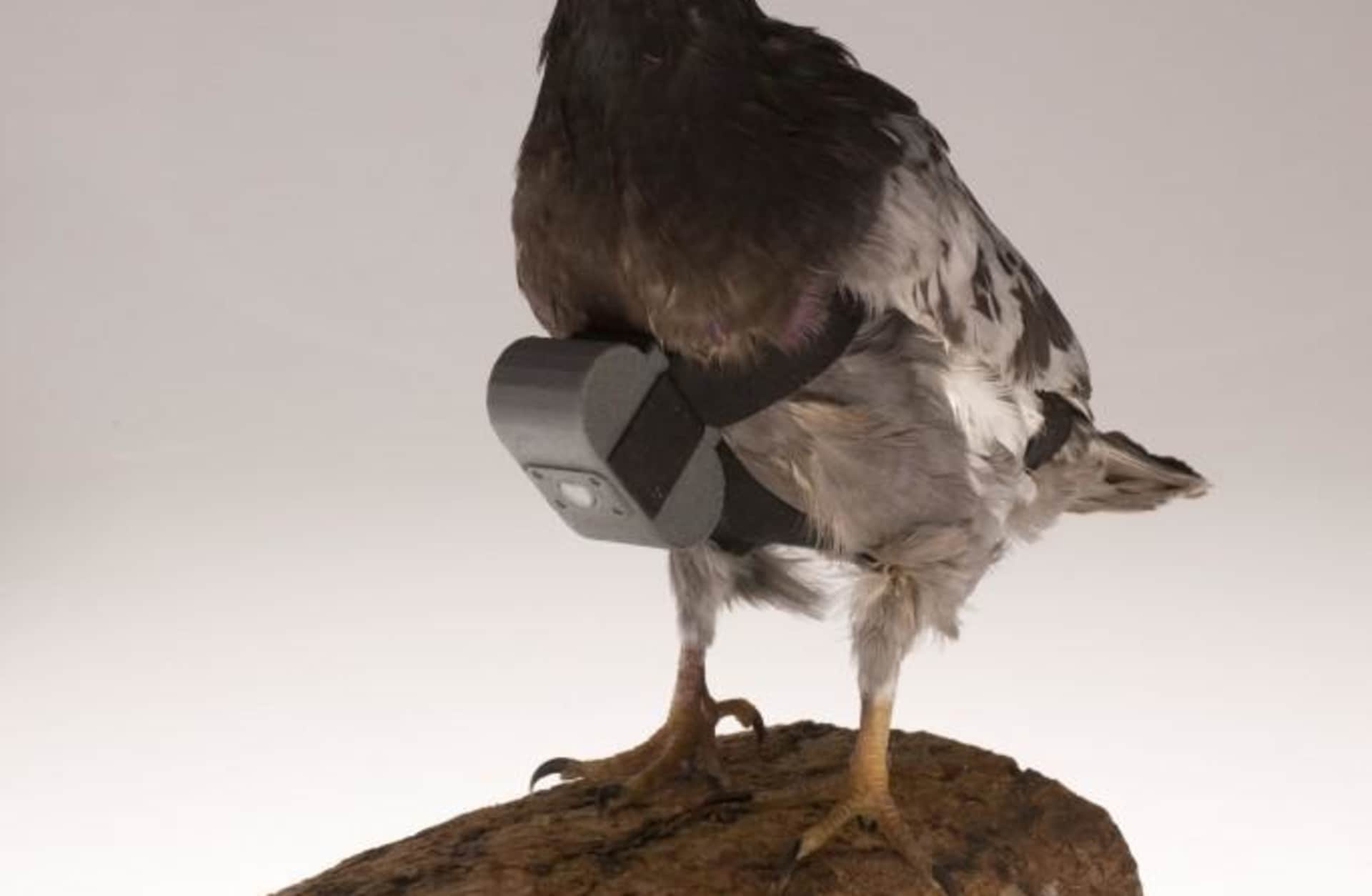 stuffed pigeon with a small camera strapped to its breast