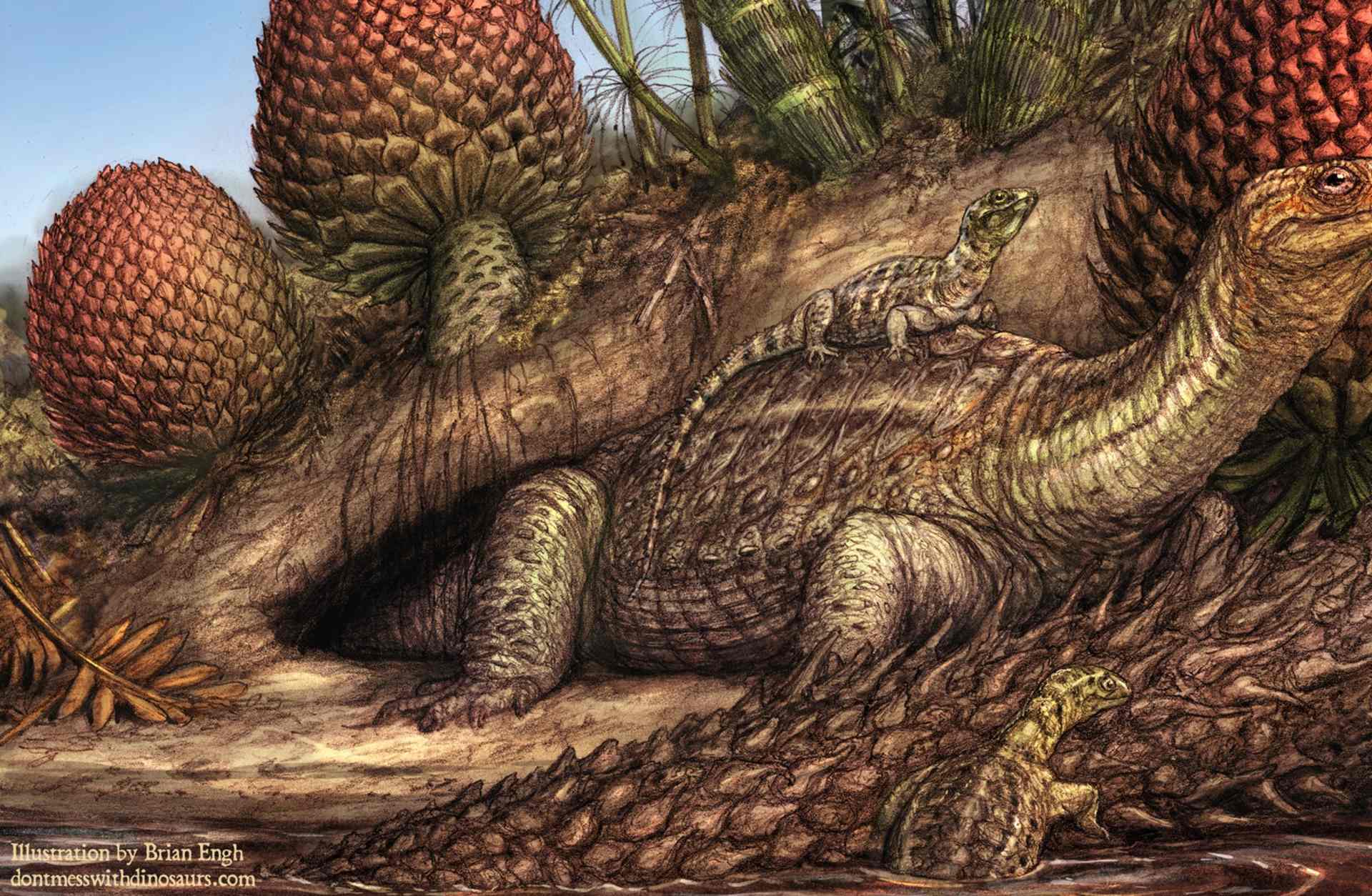 Pappochelys rosinae illustration
