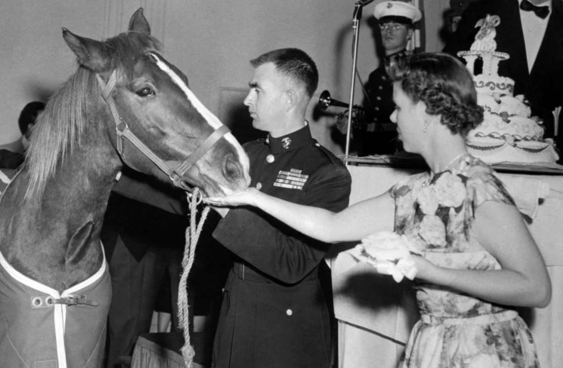 Sergeant Reckless being fed cake by wife of Lt. Eric Pederson (center) during Marine Corps 179th birthday dinner where the sorrel mare was guest of honor. (Credit: Bettmann Archive/Getty Images)