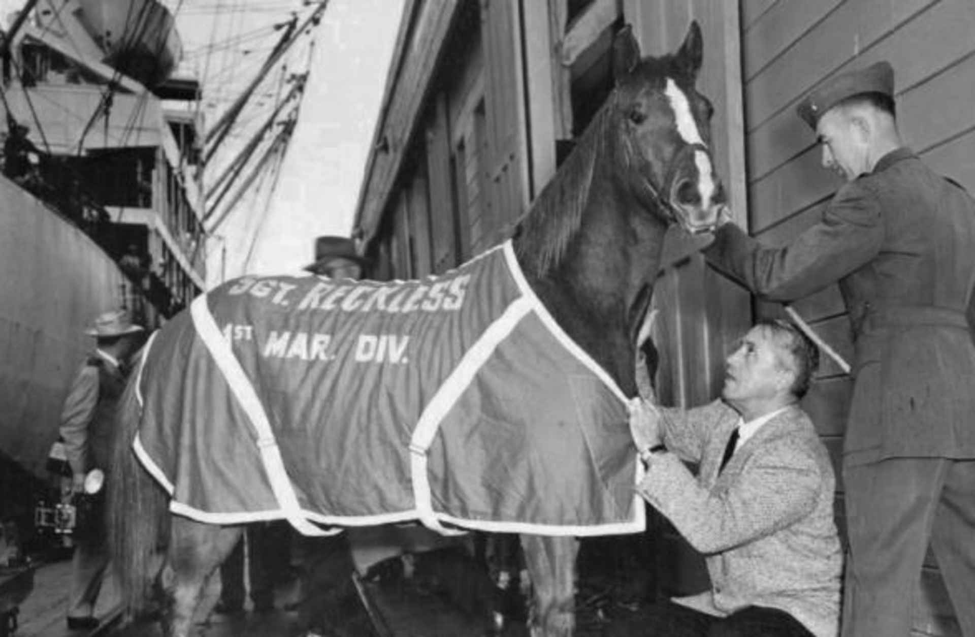 U.S. Marine Corps Staff Sgt. Reckless preparing to go to Marine Corps Base Camp Pendleton, California after serving in the Korean War with the 5th Marine Regiment. (Courtesy of the United States Marine Corps Archive) 