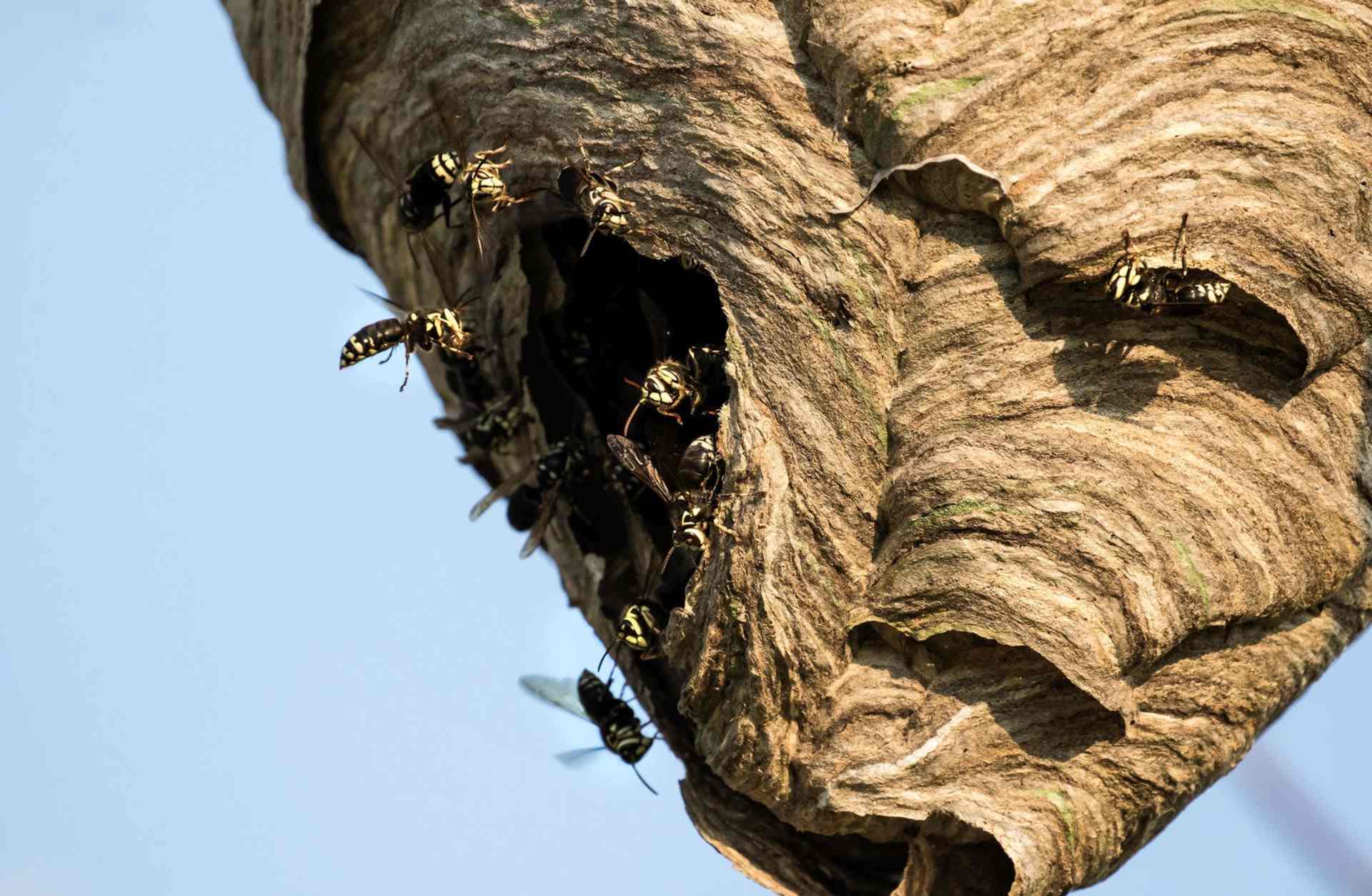 Weaponized Insects: Wasp Nest Catapult