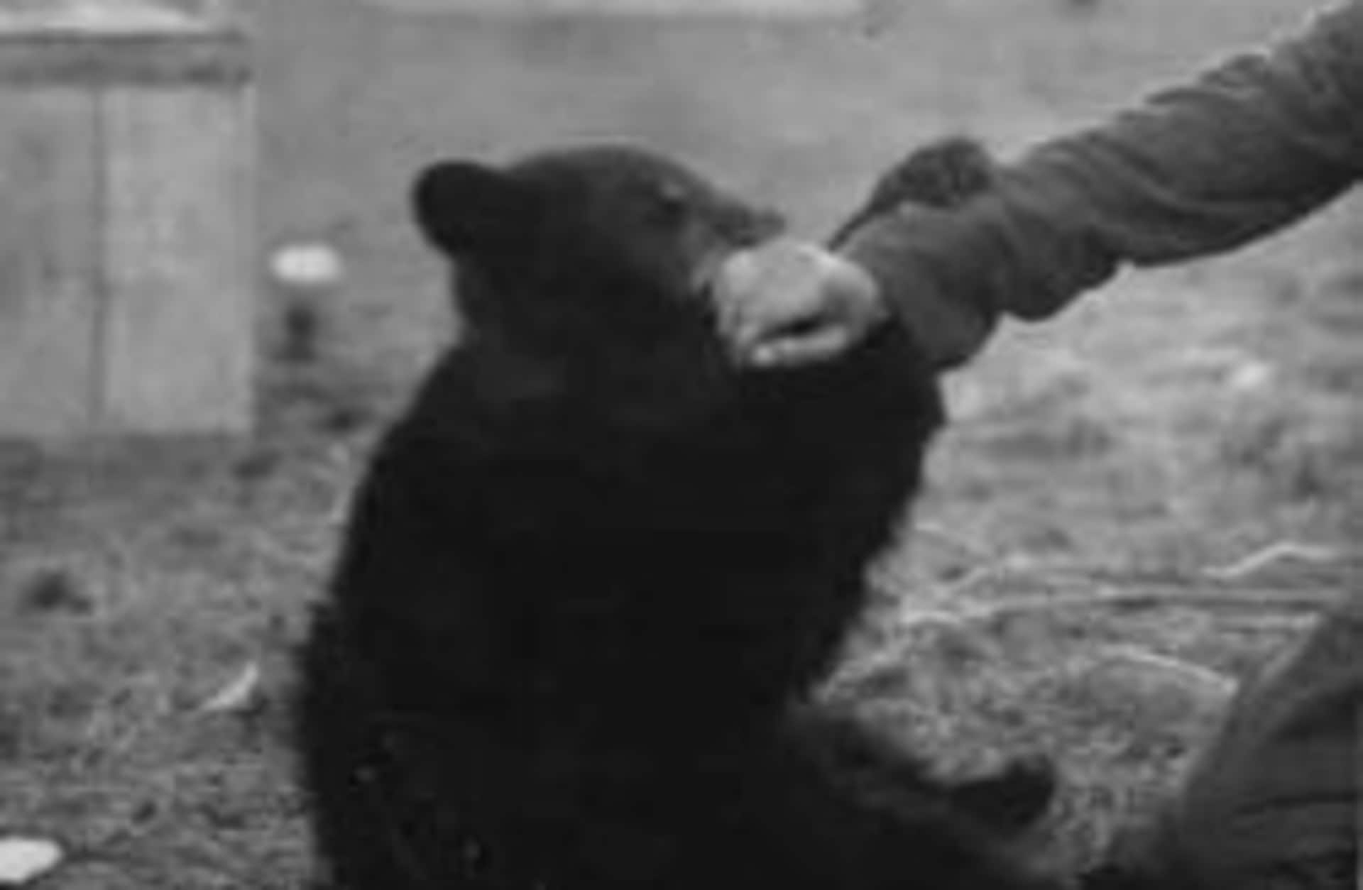Winnie plays with a soldier's sleeve.