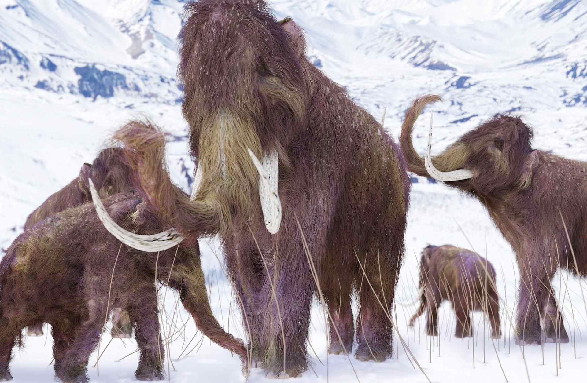 Woolly Mammoth