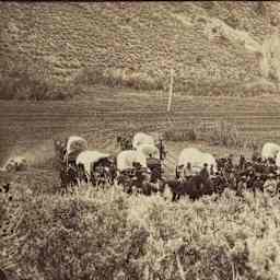 Migrant wagon train, circa 1870.