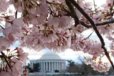 Cherry trees in full bloom on March 19, 2024 in Washington, DC. 