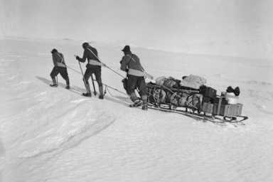 Robert F. Scott and two of his four companions set out for the South Pole pulling a sled. (Credit: Bettmann / Getty Images)