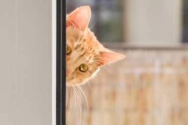 Operation Acoustic Kitty