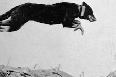 WWI Dogs