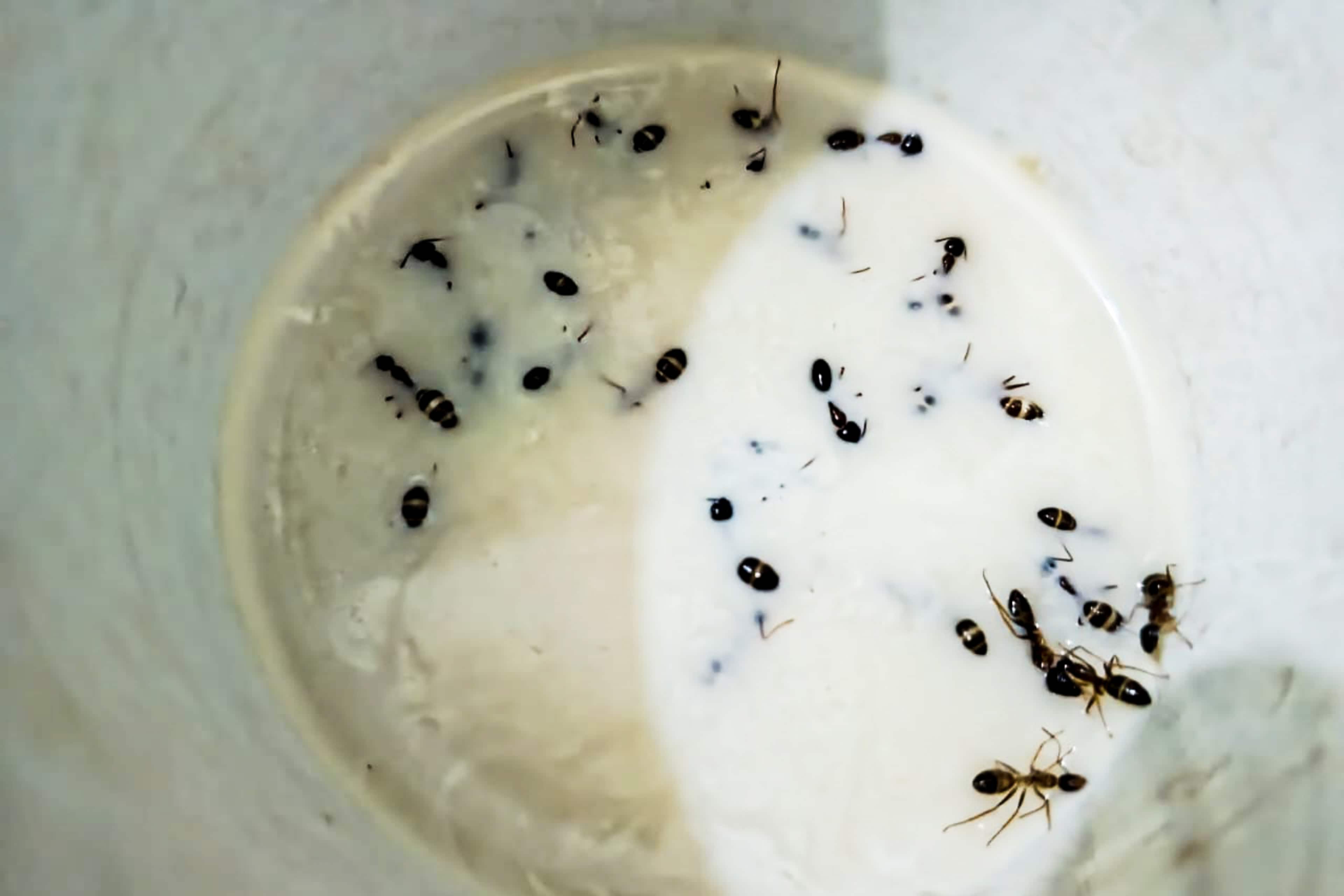 Close up of a group of ants in milk