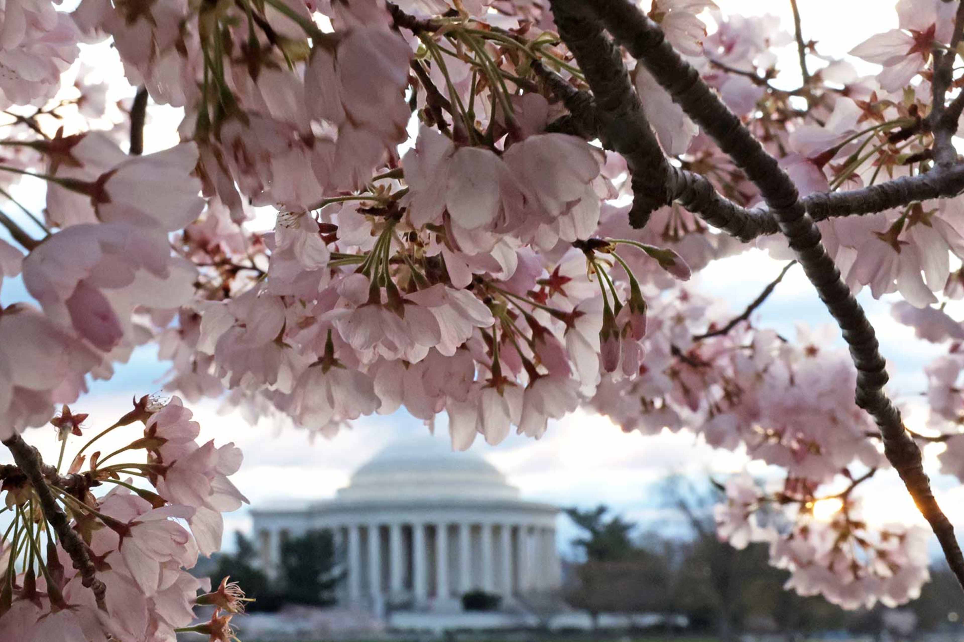 Cherry trees in full bloom on March 19, 2024 in Washington, DC. 