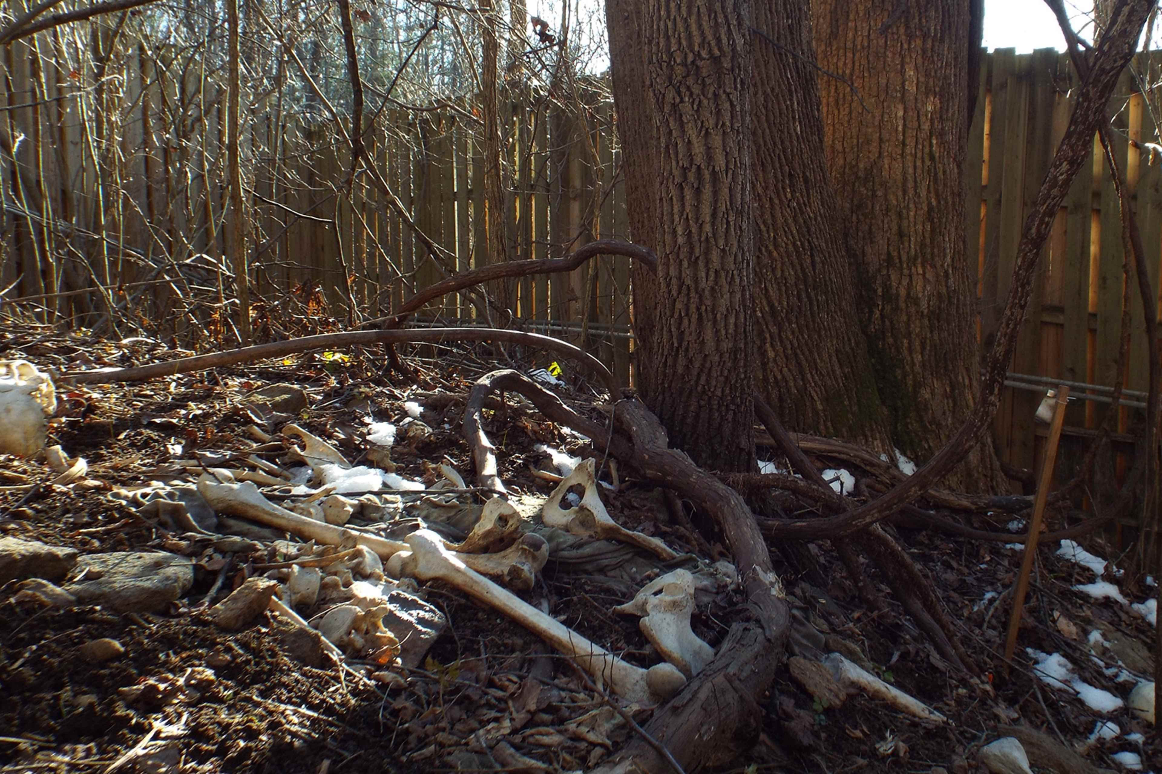 A weathered wooden fence surrounds a forest floor covered in fallen leaves, branches, and a dusting of snow, creating a natural and rustic scene.