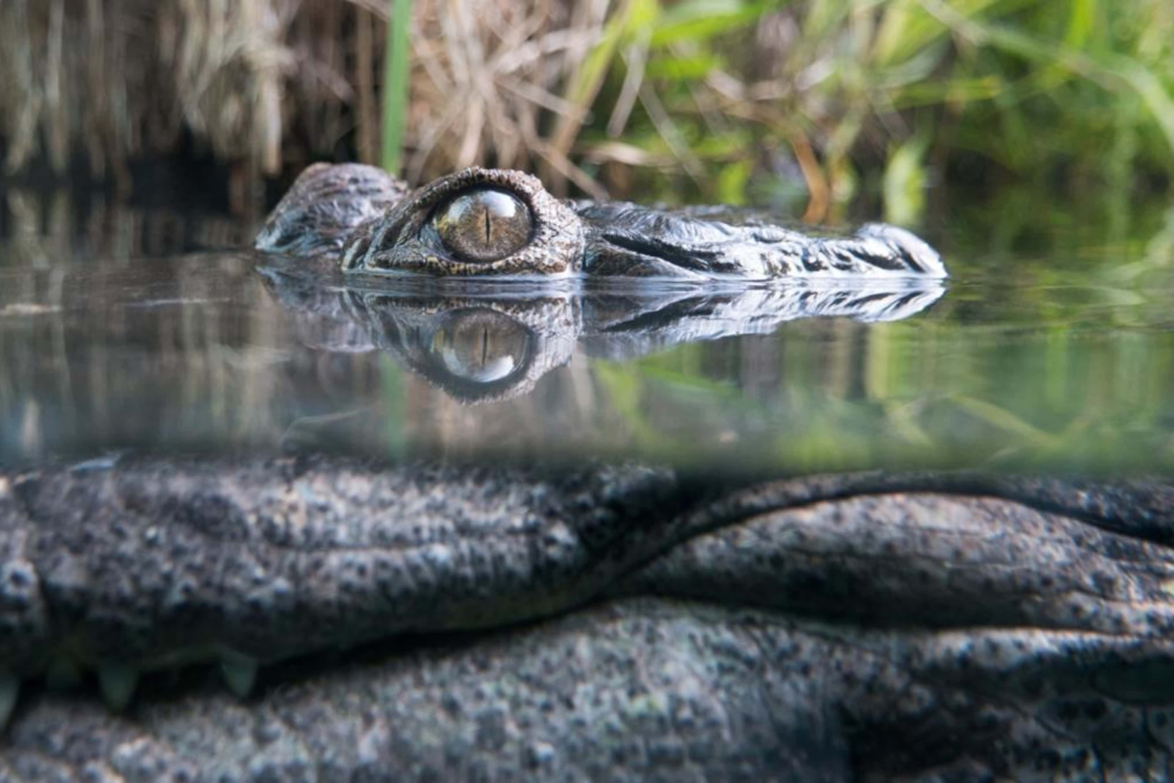 Crocodile hiding underwater. (Credit: Dr Grounds/Getty Images)