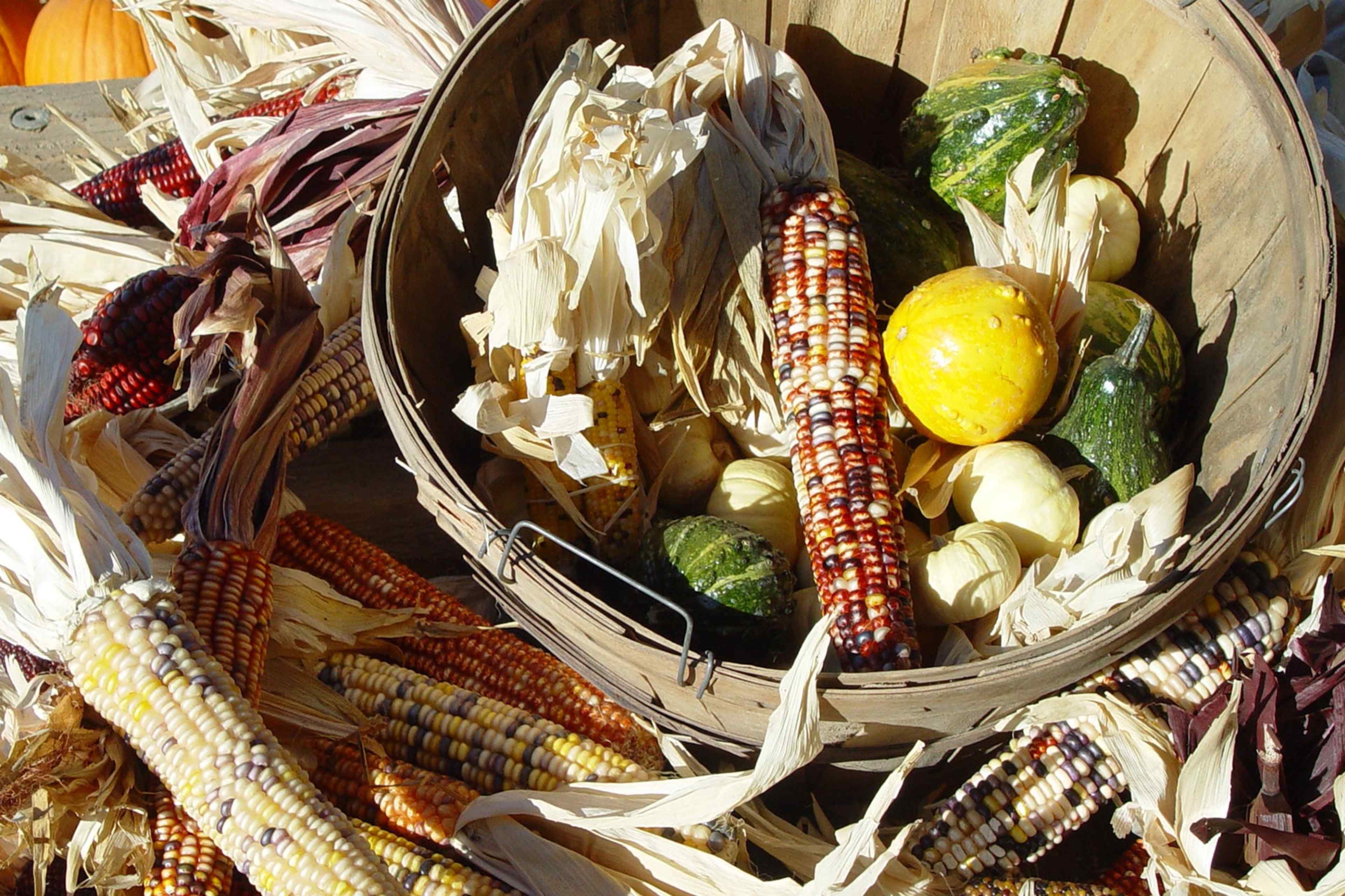 A fall harvest of corn, pumpkins and squash.