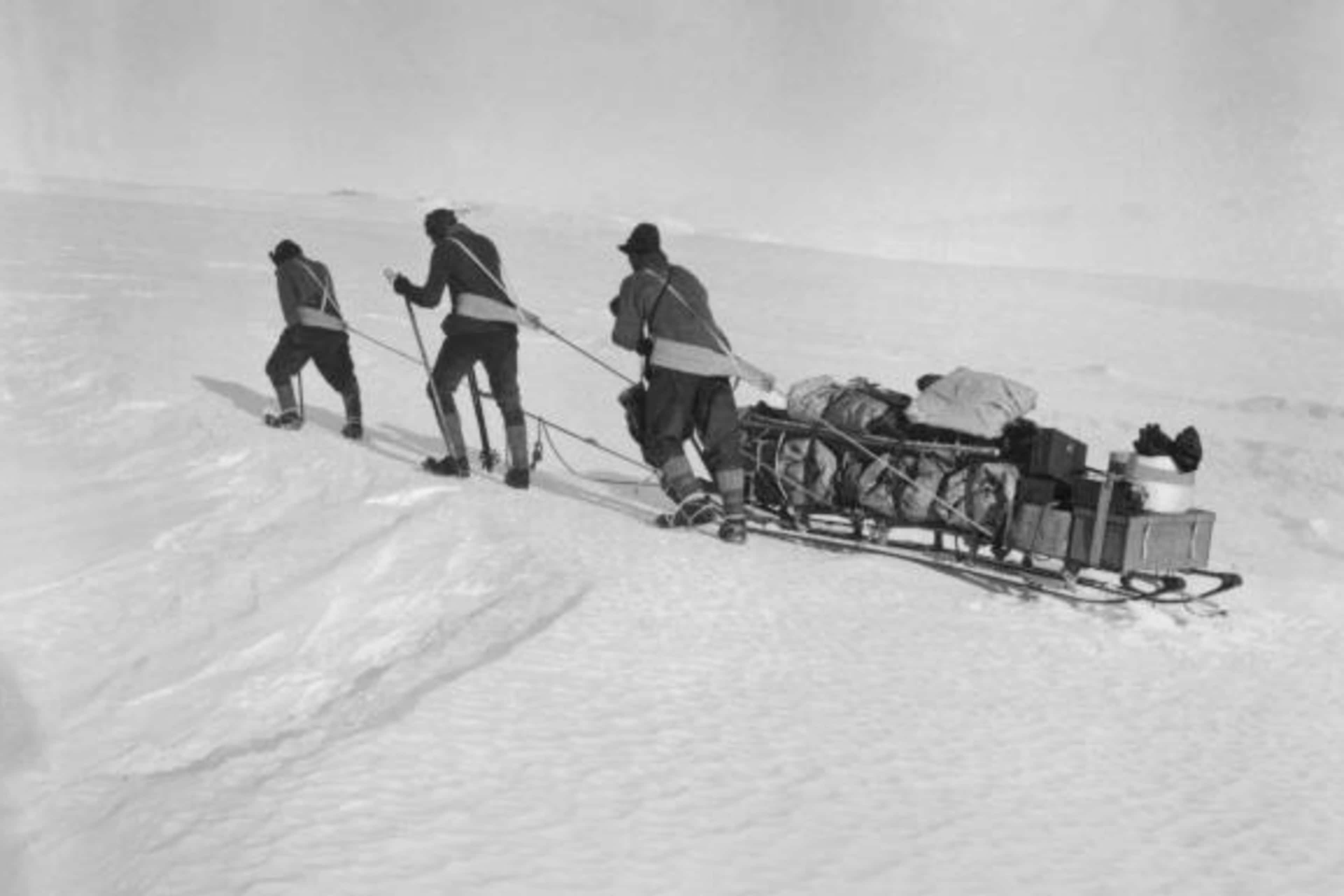 Robert F. Scott and two of his four companions set out for the South Pole pulling a sled. (Credit: Bettmann / Getty Images)