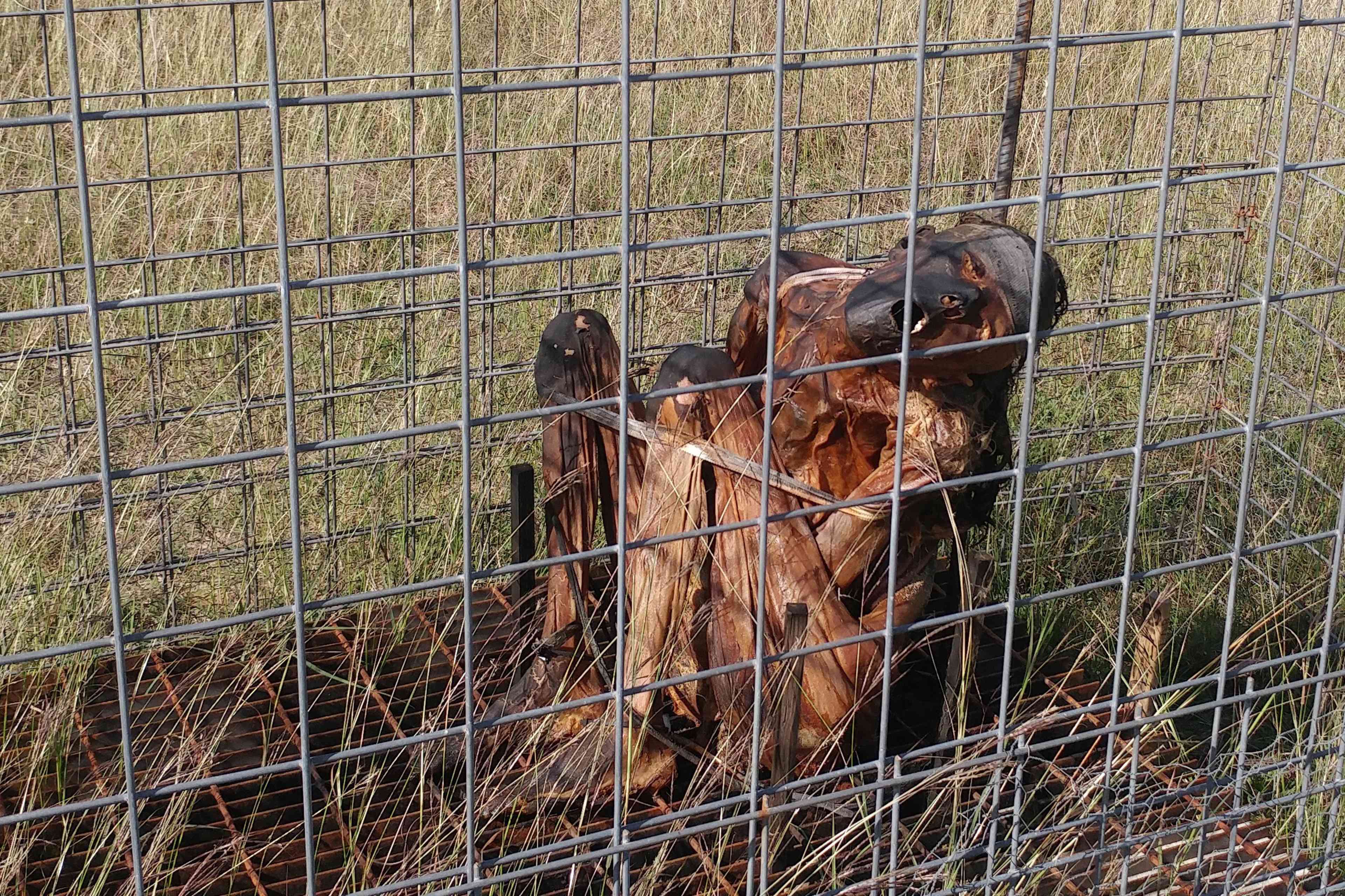 The image shows a wire fence with a large brown animal, likely a horse, standing behind it in a grassy field.