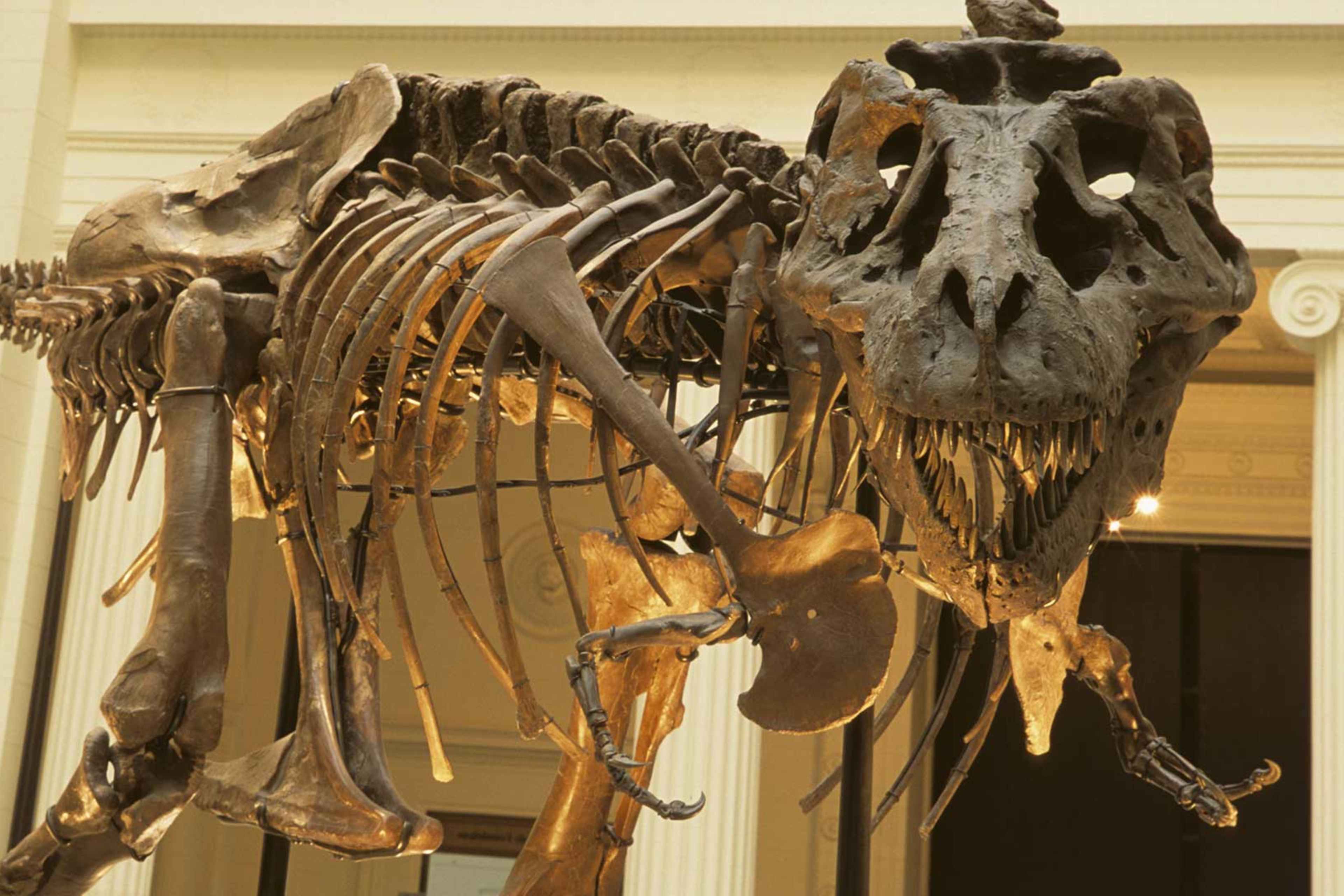 Sue, the Tyrannosaurus rex.