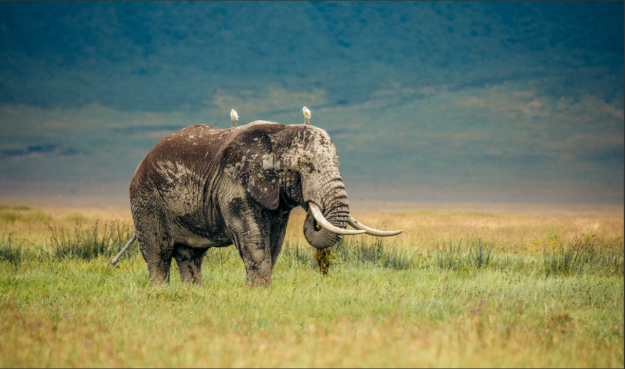 3-Days Premium Camping Safari Adventures - Multi-Day Safari safari tour in Tanzania