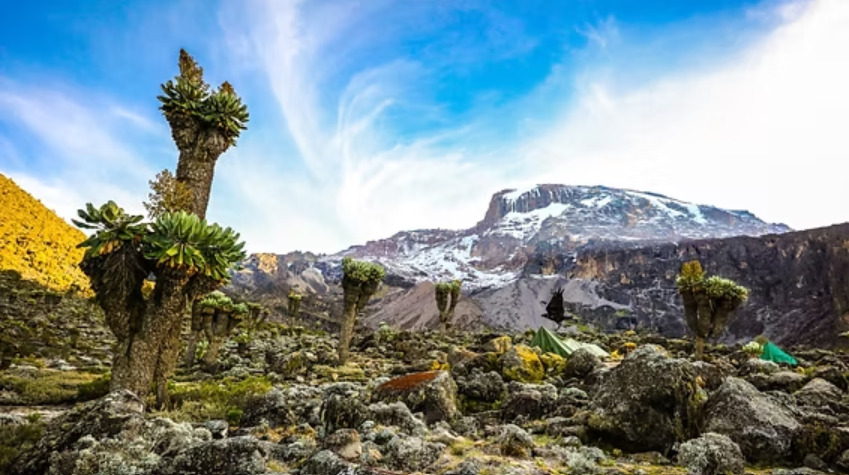 Mount Kilimanjaro Climb 7 Days Lemosho Route - Multi-Day Safari safari tour in Tanzania