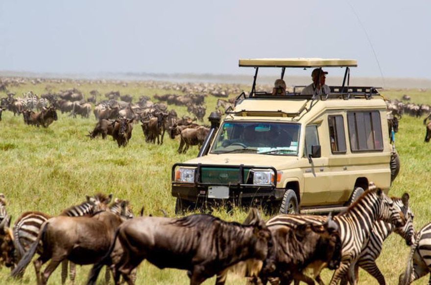 8-Day Serengeti Northern Migration Safari Adventure - Multi-Day Safari safari tour in Tanzania
