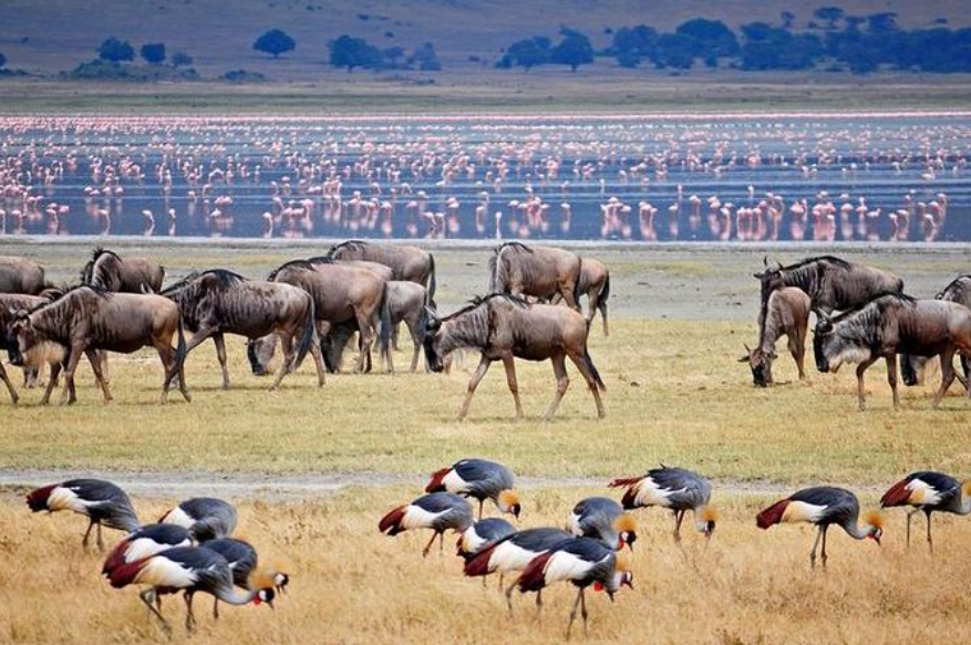 Lake Manyara Day Tour - Day Trip safari tour in Tanzania