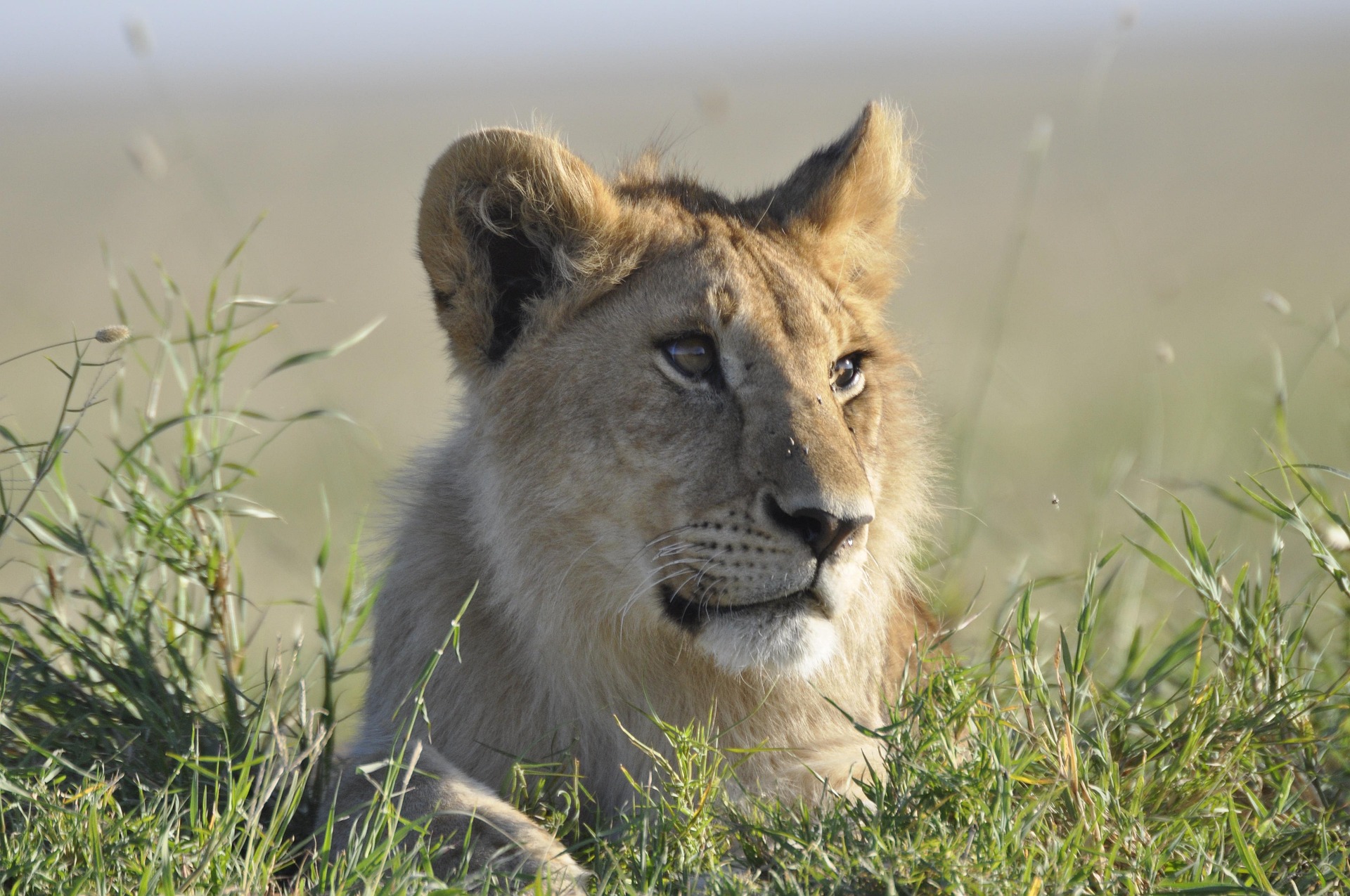 The Best 3-Day Tanzania Safari Tour - Multi-Day Safari safari tour in Tanzania