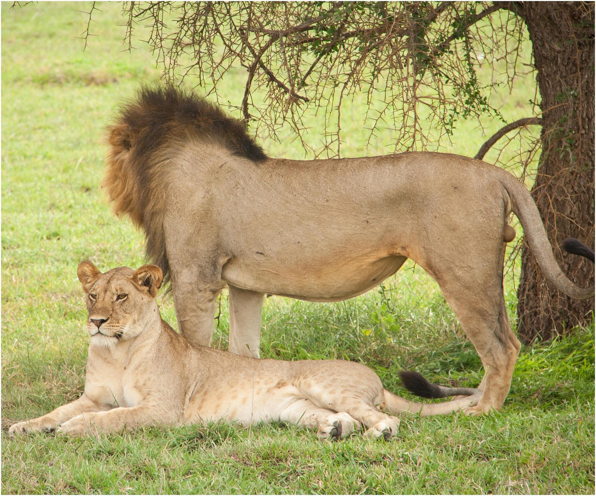 Tanzania Safari 12-Day Expedition - Multi-Day Safari safari tour in Tanzania