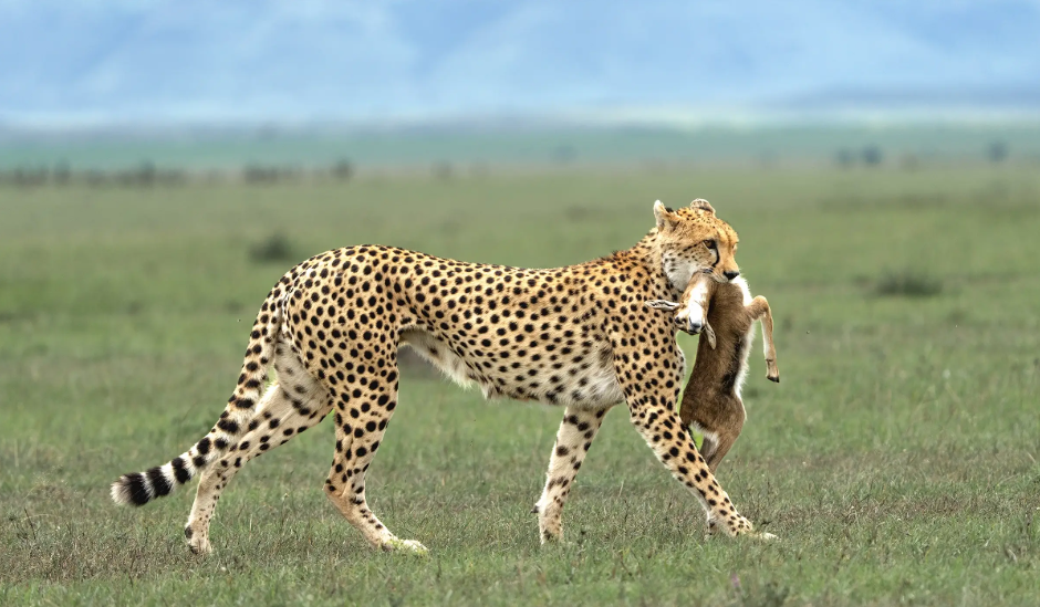 Ultimate 6-Day Tanzania Wildlife Tour - Multi-Day Safari safari tour in Tanzania