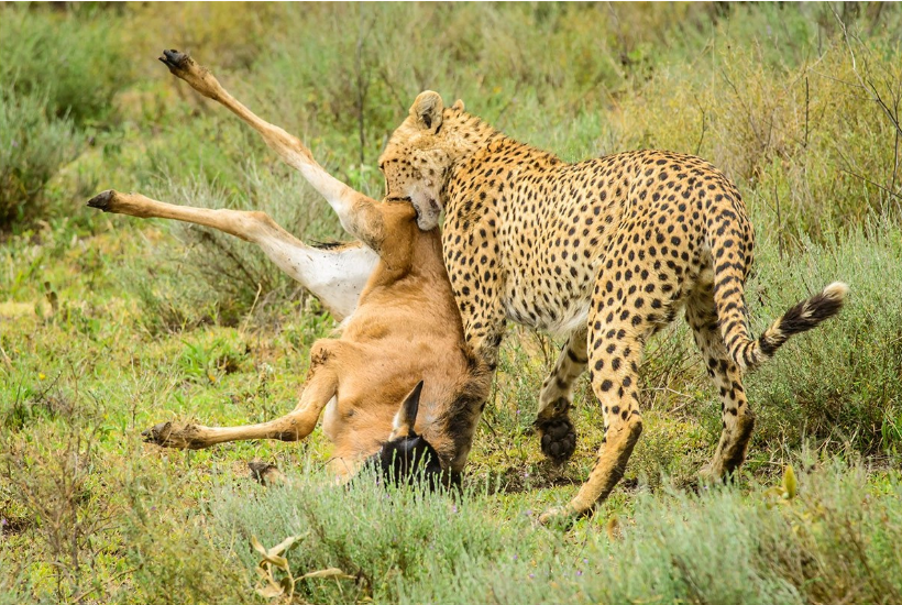 Ultimate 5-Day Tanzania Wildlife Safari - Multi-Day Safari safari tour in Tanzania