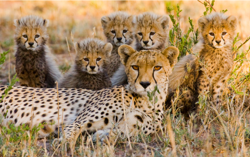 Best of 5-Day Fly-In Tanzania Safari - Multi-Day Safari safari tour in Tanzania
