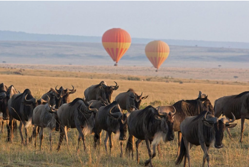 3-Day Fly-In Serengeti Safari from Dar es Salaam - Multi-Day Safari safari tour in Tanzania