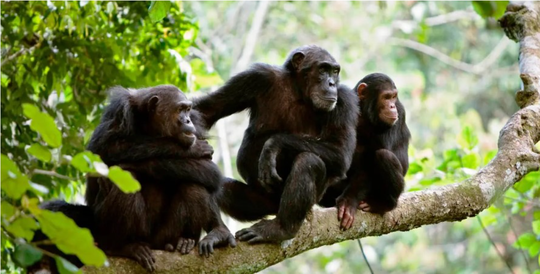 4-Day Gombe Chimpanzee Trekking Safari from Dar es Salaam - Multi-Day Safari safari tour in Tanzania