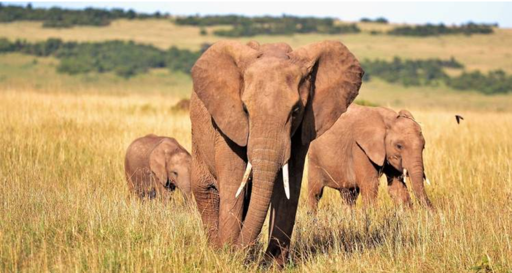 The Best 2 Days Mid-Range Safaris in Tanzania - Multi-Day Safari safari tour in Tanzania