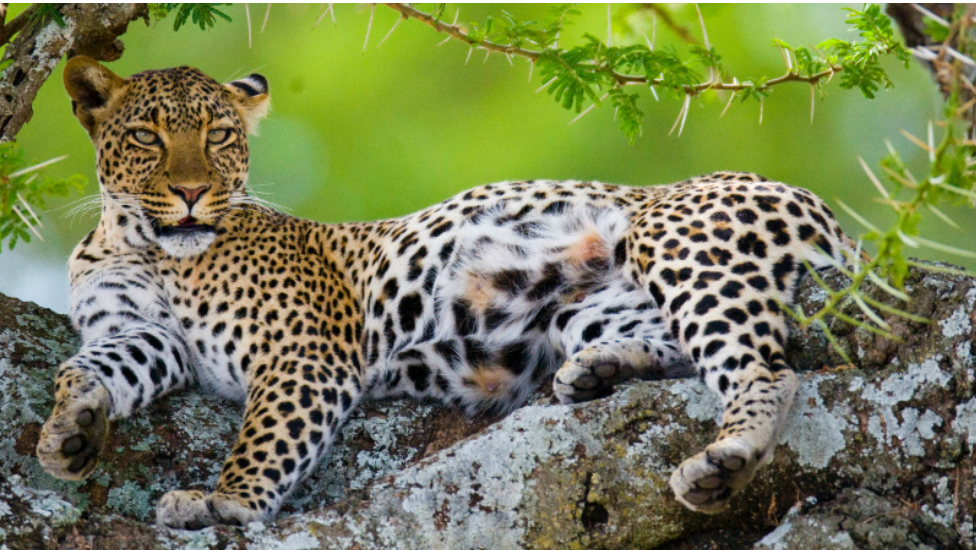 3-Days Premium Camping Safari Adventures - Multi-Day Safari safari tour in Tanzania