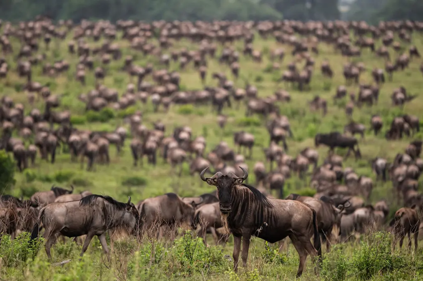 Explore 4 Days Ndutu the Great Migration Season - Multi-Day Safari safari tour in Tanzania