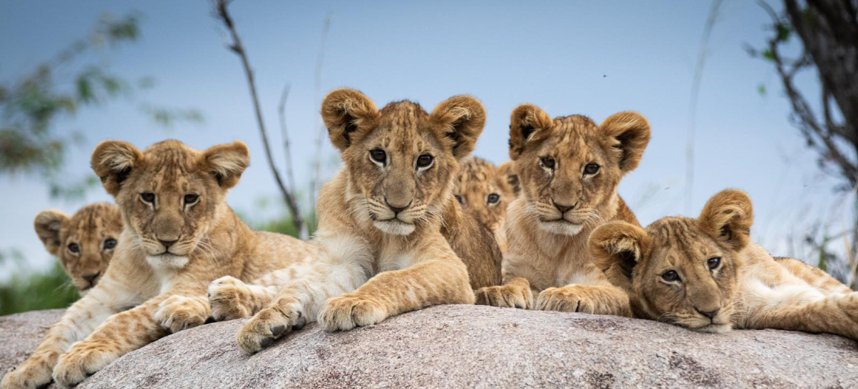 6-Day Luxury Tanzania Family Wildlife & Wilderness Safari - Multi-Day Safari safari tour in Tanzania
