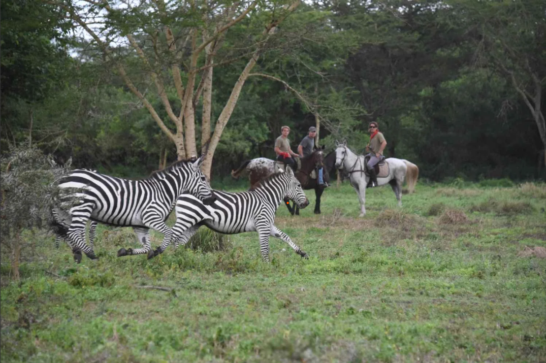 1-Day Horseback Wildlife Safari Experience - Day Trip safari tour in Tanzania