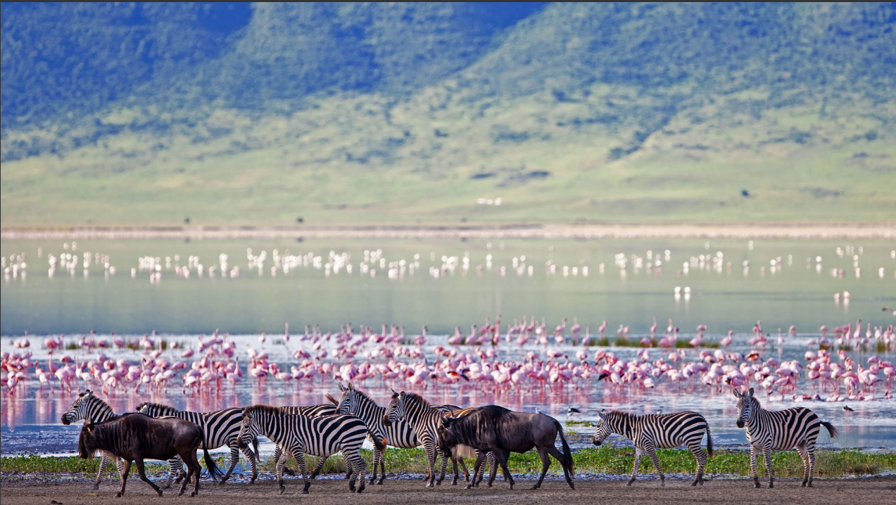 Serengeti & Ngorongoro Crater Safari - Multi-Day Safari safari tour in Tanzania
