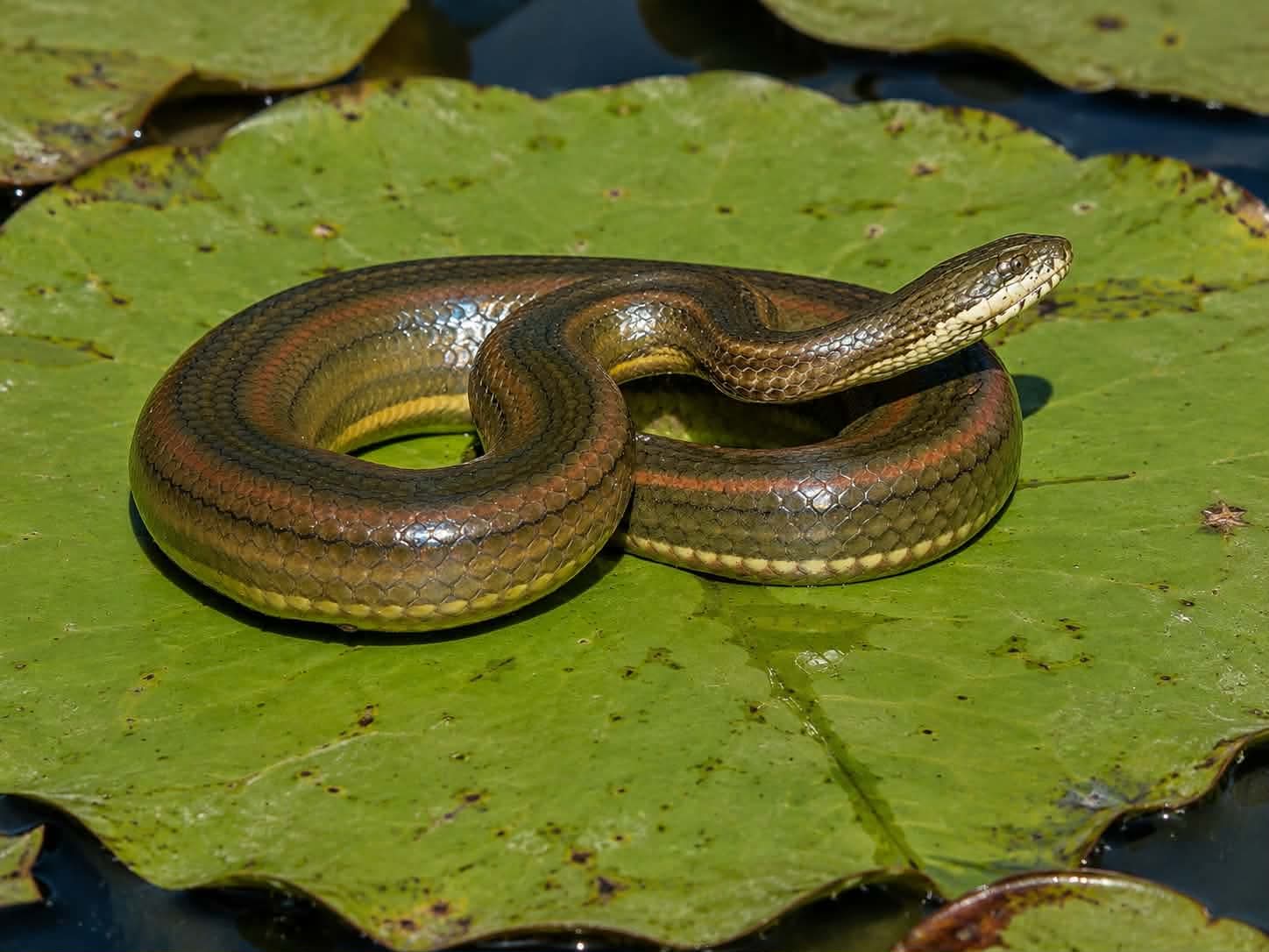Ảnh khác Rắn nước bông súng (Xenochrophis piscator) 2