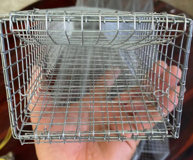 Bẫy rắn: Các loại phổ biến và có nên tự đặt bẫy không