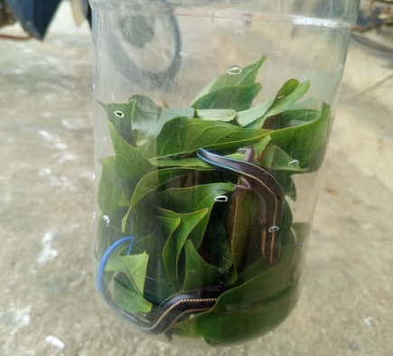 Con này là con gì nhỉ 😆😆