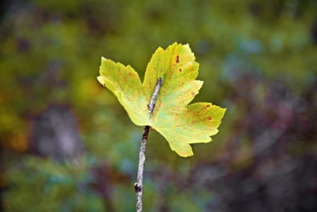 Workshop: »LANDART« in der Antheringer Au - Fr., 25.09.2026, 13:30 at Kulturhaus Emailwerk, Anton-Windhager-Straße 7, 5201 SeekirchenamWallersee, Österreich