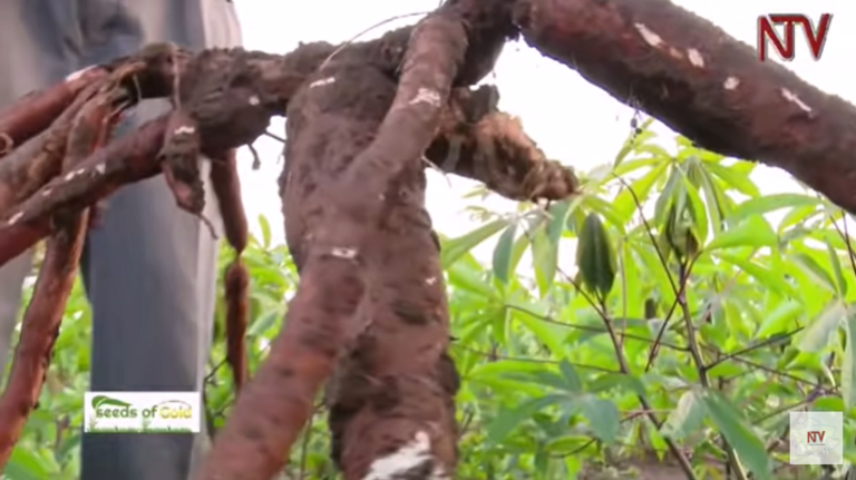 Seeds of Gold- How to produce better cassava yields