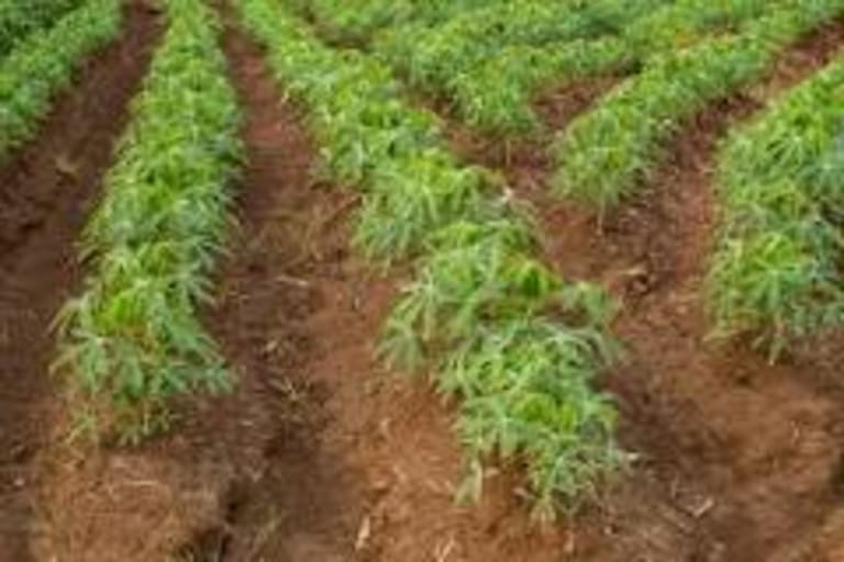 Short farmers video animations - Cassava Planting