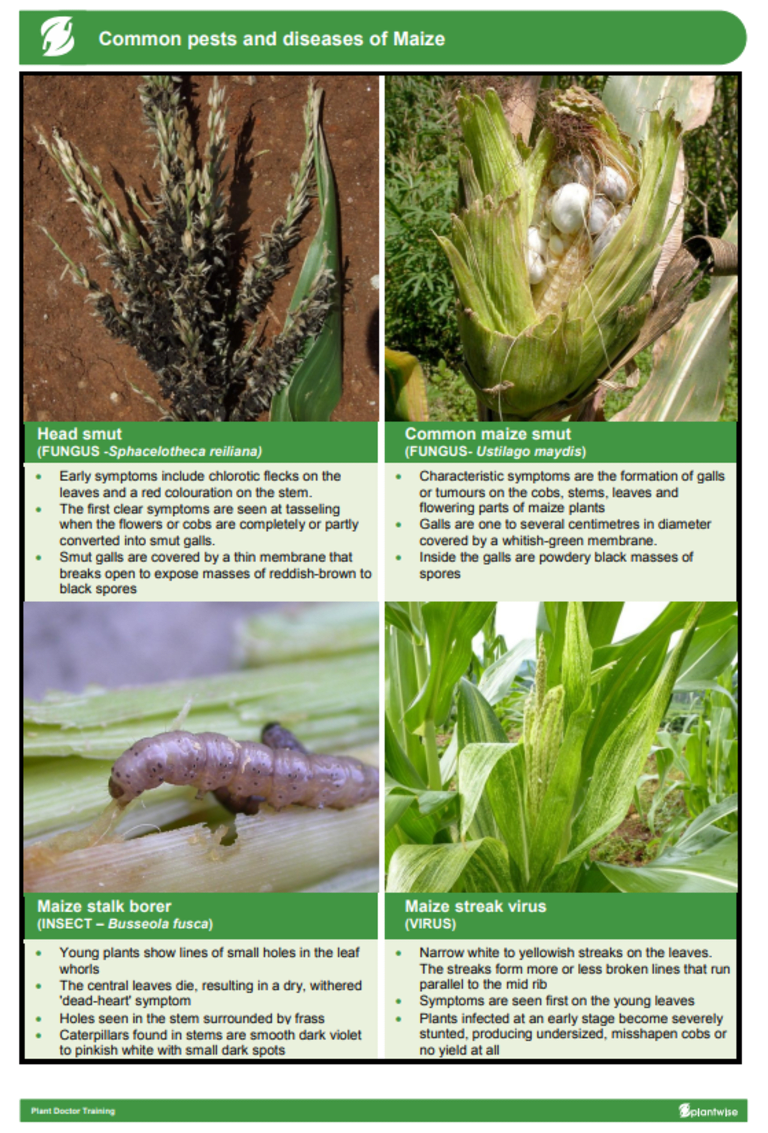 Plant clinic- Maize crop photosheet