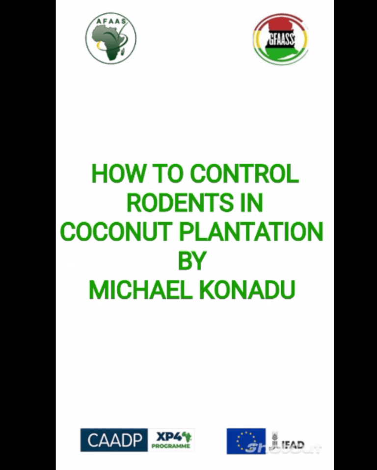 Controlling Rodents in Coconut Plantation - GFAAS