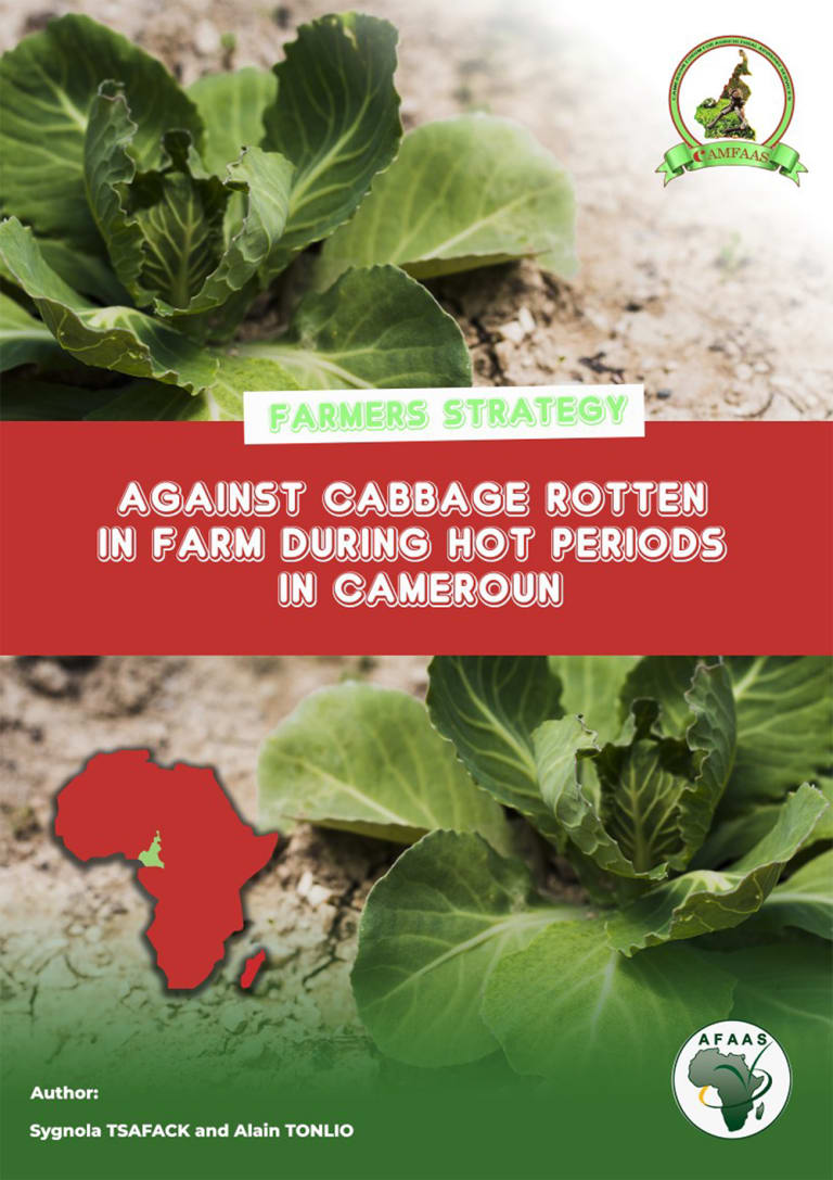 Farmers Strategy Against cabbage rotten in farm during hot periods in cameroun